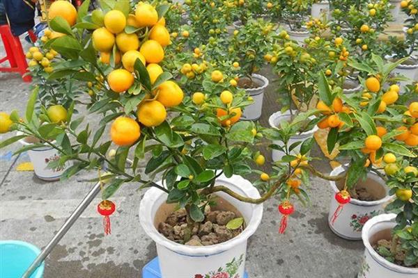 盆栽桔子的养护方法，花果期增施磷钾肥可促进果实生长
