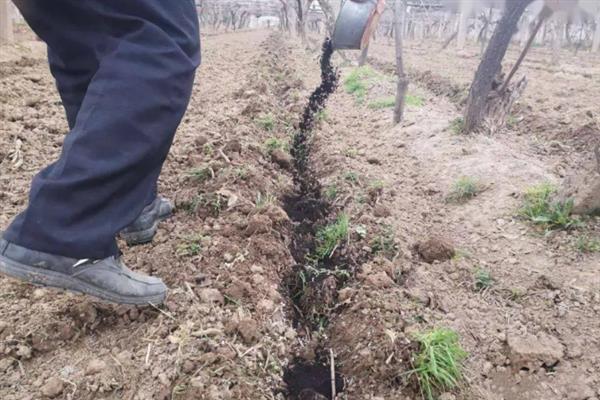 大扁杏的施肥方法，常用以下4种方式