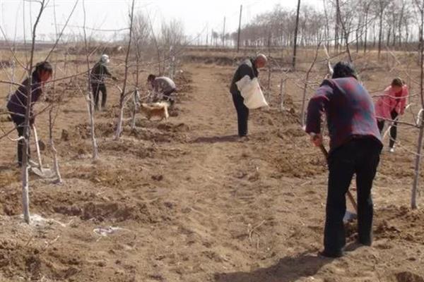 大扁杏的施肥方法，常用以下4种方式