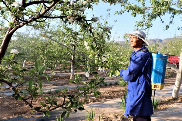 大扁杏的施肥方法，常用以下4种方式