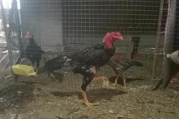斗鸡怎么养殖，每天需训斗2小时