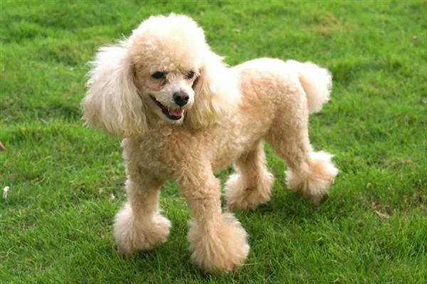 贵宾犬有什么优点，聪明活泼、掉毛少、体味小