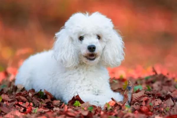 贵宾犬有什么优点，聪明活泼、掉毛少、体味小