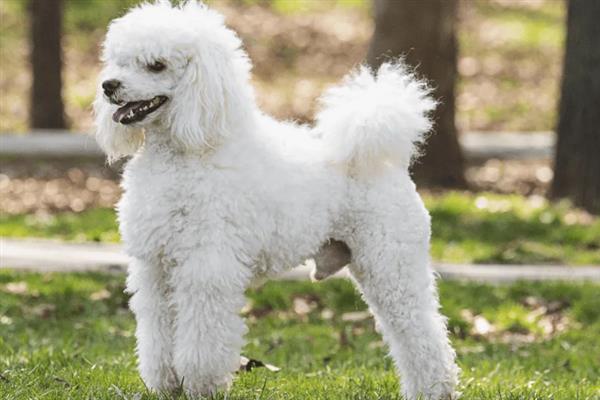 贵宾犬有什么优点，聪明活泼、掉毛少、体味小