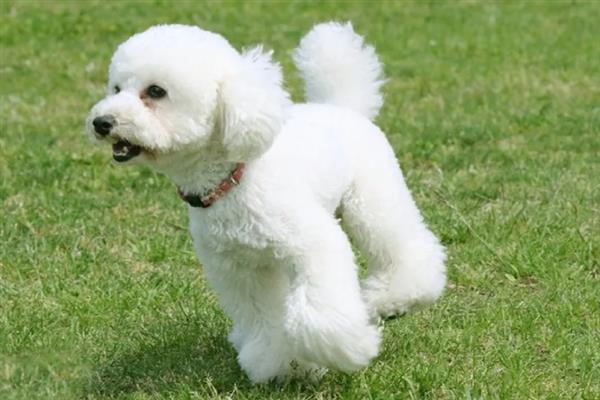 贵宾犬有什么优点，聪明活泼、掉毛少、体味小