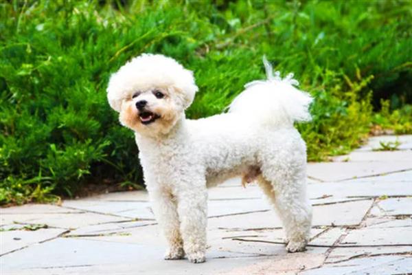 贵宾犬有什么优点，聪明活泼、掉毛少、体味小
