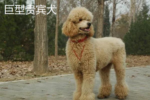 贵宾犬有什么优点，聪明活泼、掉毛少、体味小