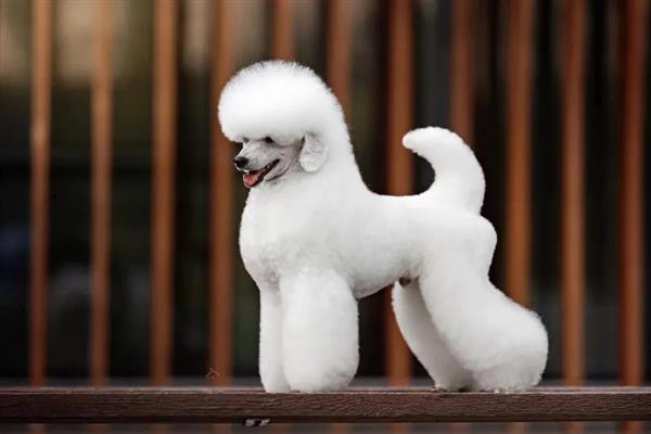 贵宾犬有什么优点，聪明活泼、掉毛少、体味小