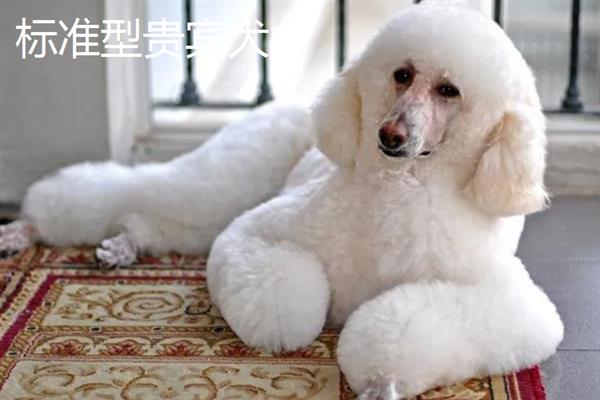贵宾犬有什么优点，聪明活泼、掉毛少、体味小