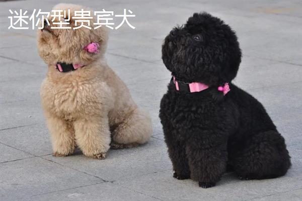 贵宾犬有什么优点，聪明活泼、掉毛少、体味小