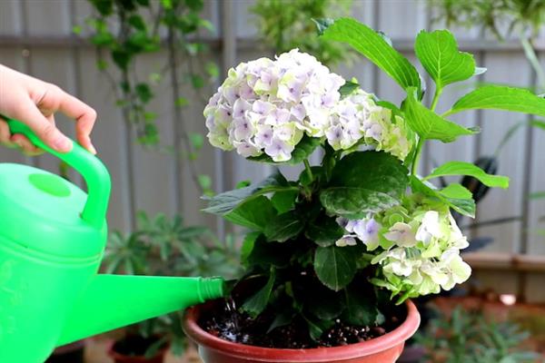 绣球花的过冬方法，将室温控制在10-15℃以上