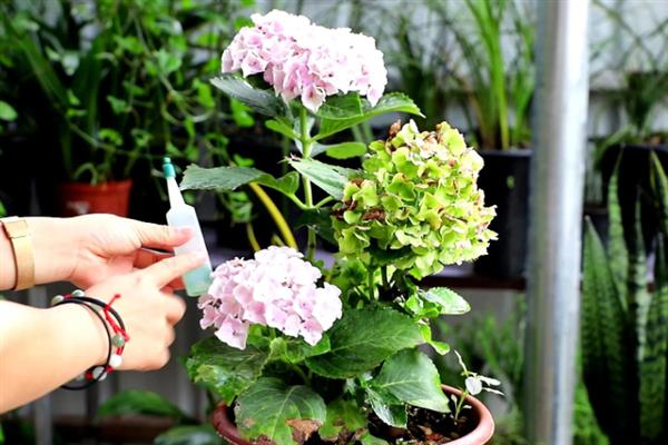 绣球花的过冬方法，将室温控制在10-15℃以上