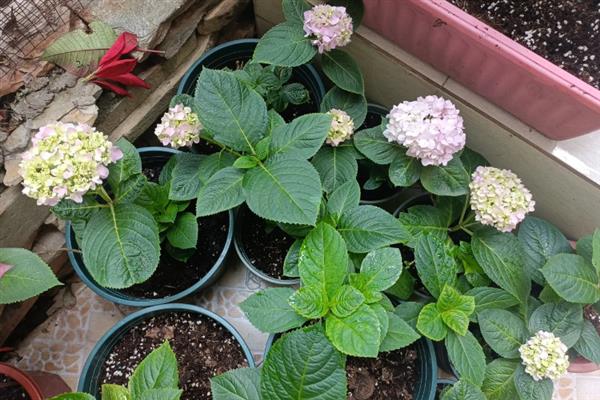 绣球花的过冬方法，将室温控制在10-15℃以上