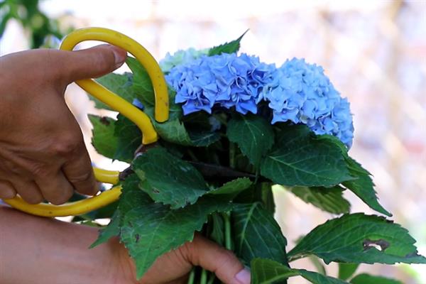 绣球花的过冬方法，将室温控制在10-15℃以上