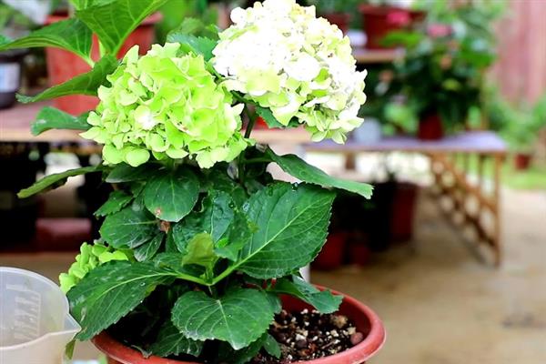 绣球花的过冬方法，将室温控制在10-15℃以上