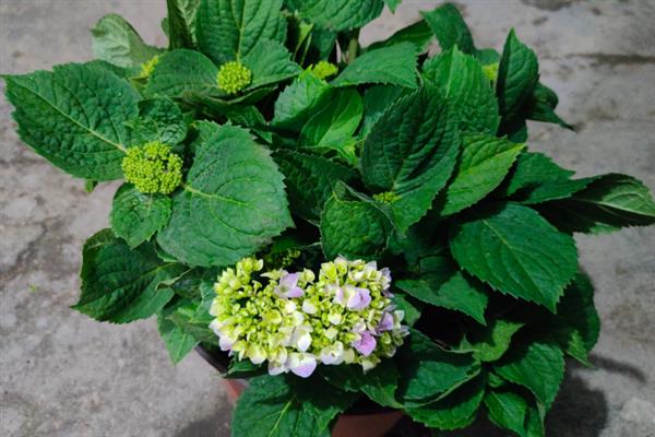 绣球花的过冬方法，将室温控制在10-15℃以上