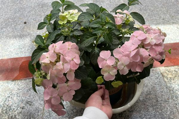 绣球花的过冬方法，将室温控制在10-15℃以上