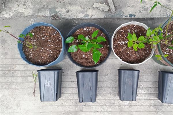 将铁线莲小苗养壮的方法，每隔半个月追施一次复合肥液
