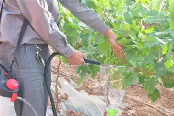 葡萄为什么发生黑果病，一般是气候差、植株缺素、没有清园等原因所致