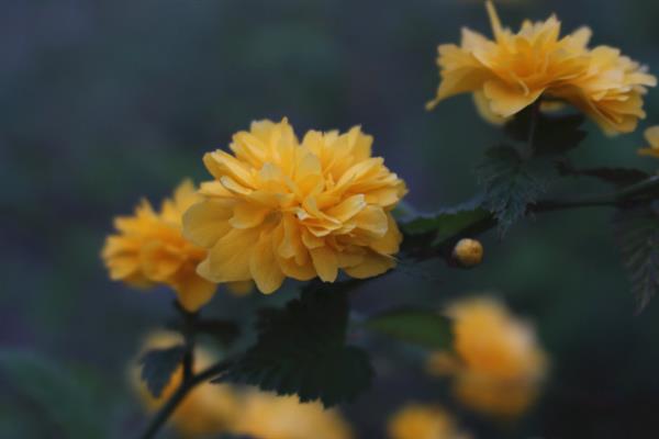 棣棠花有什么花语，代表高贵的含义