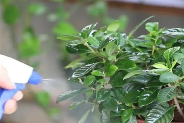 栀子花上面的小虫子是哪种害虫，出现小黑虫可能是蓟马