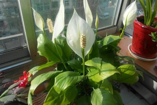 一帆风顺怎么水培，冬季每隔15-20天换一次水