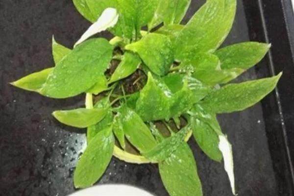 一帆风顺怎么水培，冬季每隔15-20天换一次水