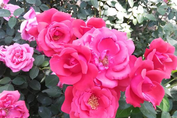 什么花卉可以天天开放，常见太阳花、长春花等品种
