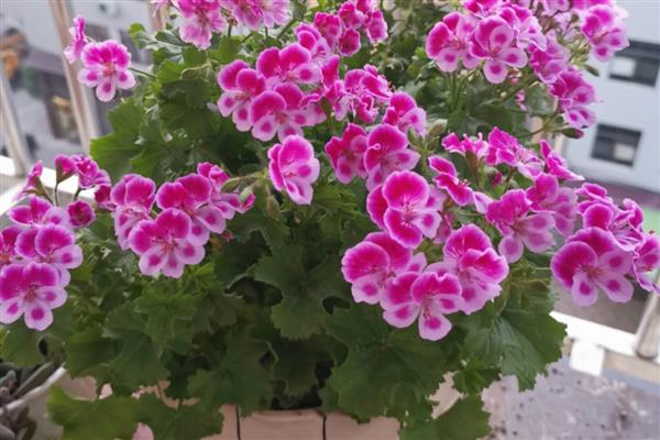 什么花卉可以天天开放，常见太阳花、长春花等品种