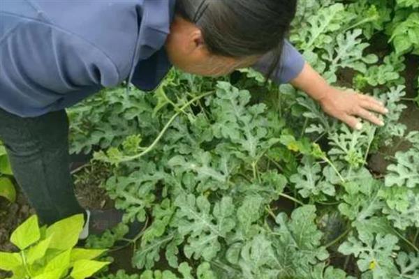 西瓜结瓜后的打顶方法，从顶端叶片以上的茎叶开始打顶