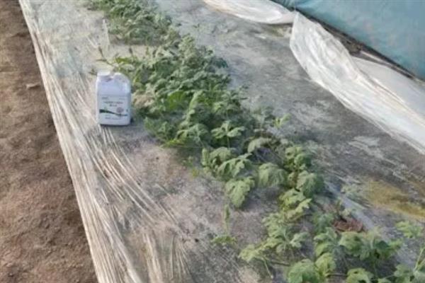 西瓜结瓜后的打顶方法，从顶端叶片以上的茎叶开始打顶