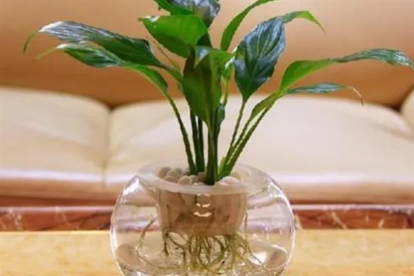 一帆风顺怎么水培，冬季每隔15-20天换一次水