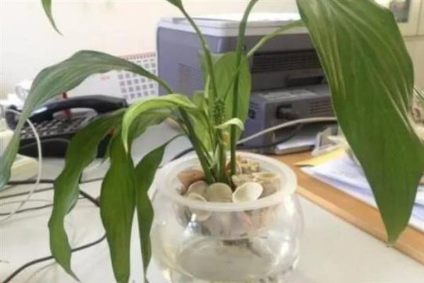 一帆风顺怎么水培，冬季每隔15-20天换一次水
