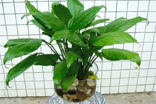 一帆风顺怎么水培，冬季每隔15-20天换一次水
