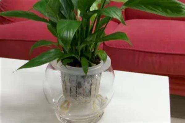 一帆风顺怎么水培，冬季每隔15-20天换一次水