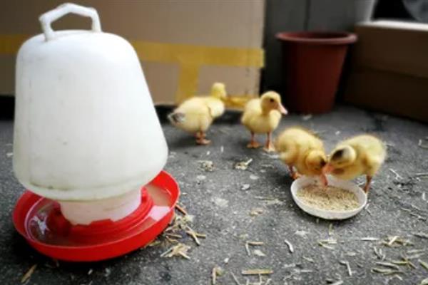 小鹅吃什么才能长的快，可以喂能量饲料、蛋白质饲料等