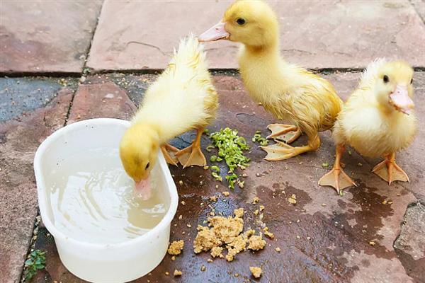小鹅吃什么才能长的快，可以喂能量饲料、蛋白质饲料等