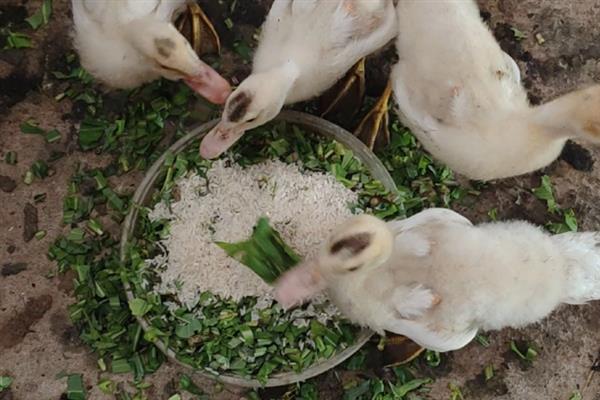 小鹅吃什么才能长的快，可以喂能量饲料、蛋白质饲料等
