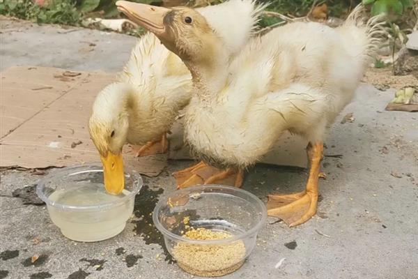 小鹅吃什么才能长的快，可以喂能量饲料、蛋白质饲料等