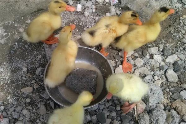 小鹅吃什么才能长的快，可以喂能量饲料、蛋白质饲料等