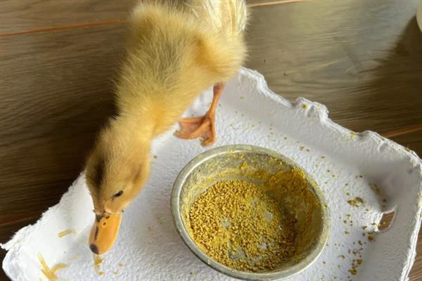 小鹅吃什么才能长的快，可以喂能量饲料、蛋白质饲料等