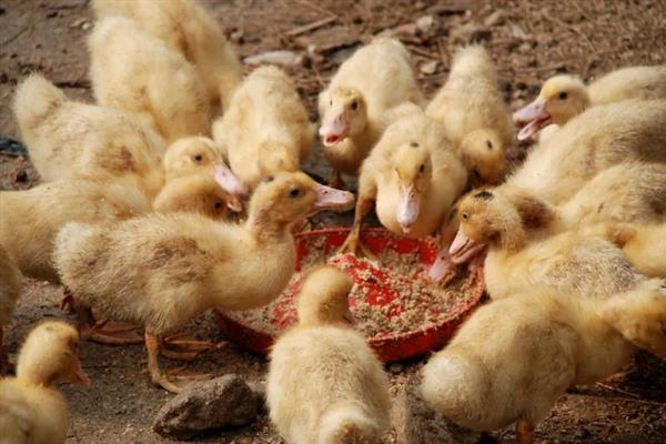 小鹅吃什么才能长的快，可以喂能量饲料、蛋白质饲料等