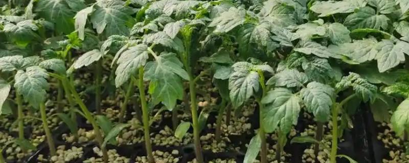 西红柿分苗时要注意什么，要对秧苗分级并保持适宜的种植深度