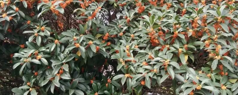 桂花树养几年才会开花，养殖4-5年才可以开花