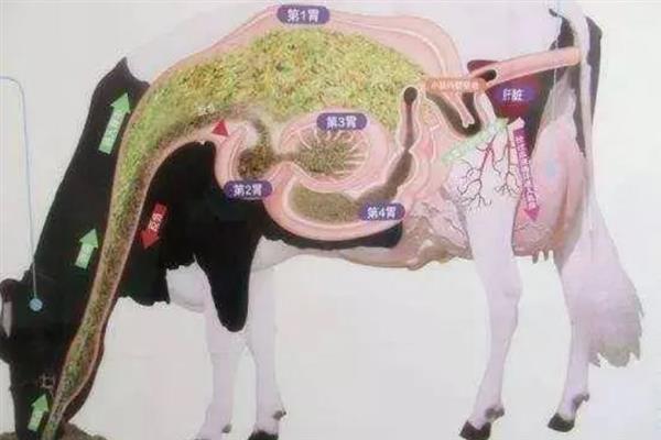 牛真正的胃是哪个，皱胃被叫做真胃