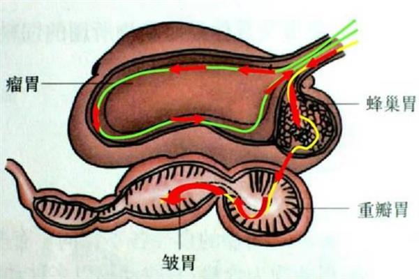 牛真正的胃是哪个，皱胃被叫做真胃