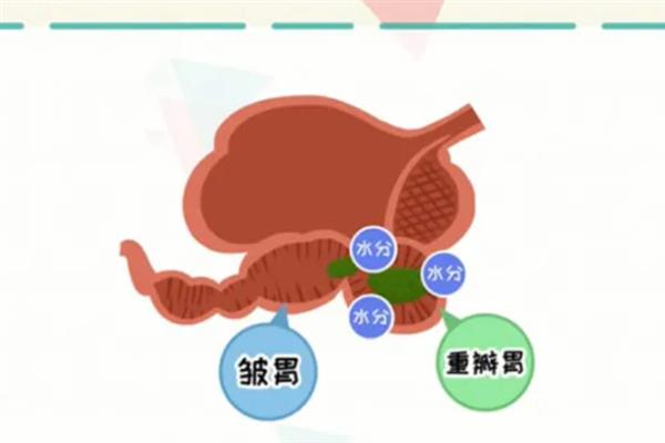 牛真正的胃是哪个，皱胃被叫做真胃