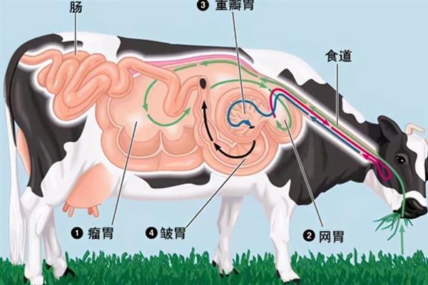 牛真正的胃是哪个，皱胃被叫做真胃