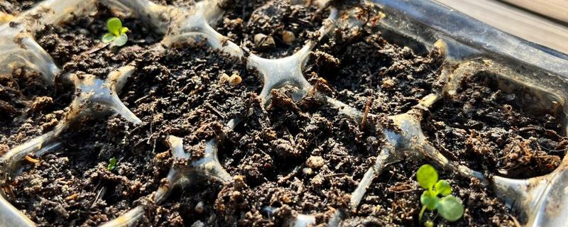 紫罗兰的种植方法，播种后每隔3-4天浇一次水
