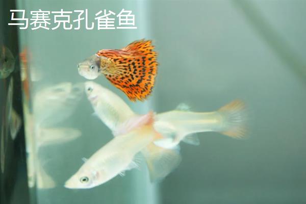 孔雀鱼有多少品种，常见的有草尾、马赛克、礼服等